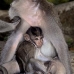monkey_macaque_balinese_mf_ubud_v_0246_bal0247.jpg